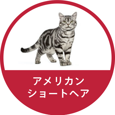 アメリカンショートヘア