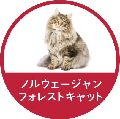 ノルウェージャン