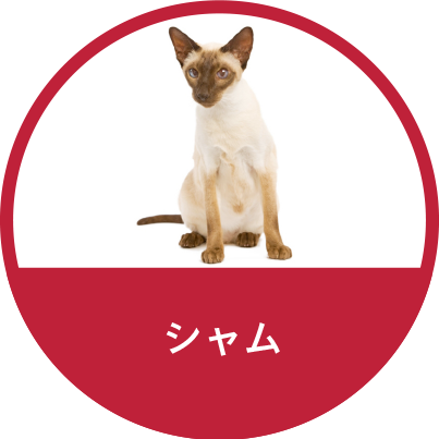 シャム