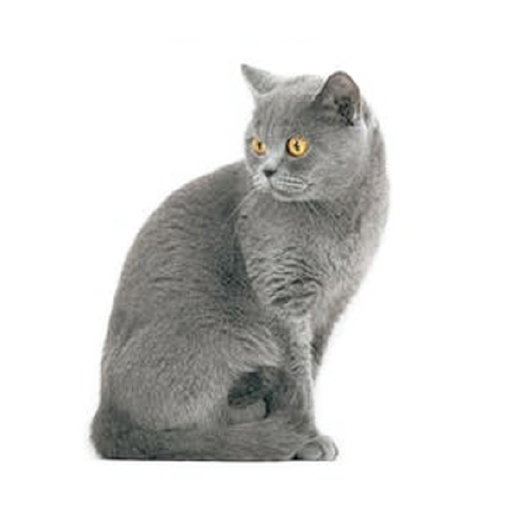 ブリティッシュショートヘア