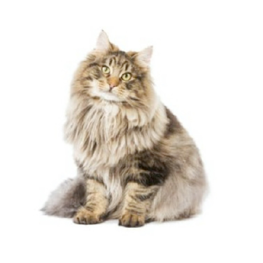 ノルウェージャンフォレストキャット