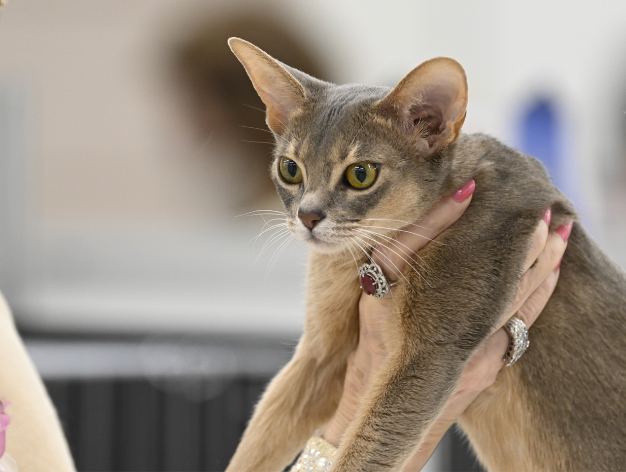 キャットショー