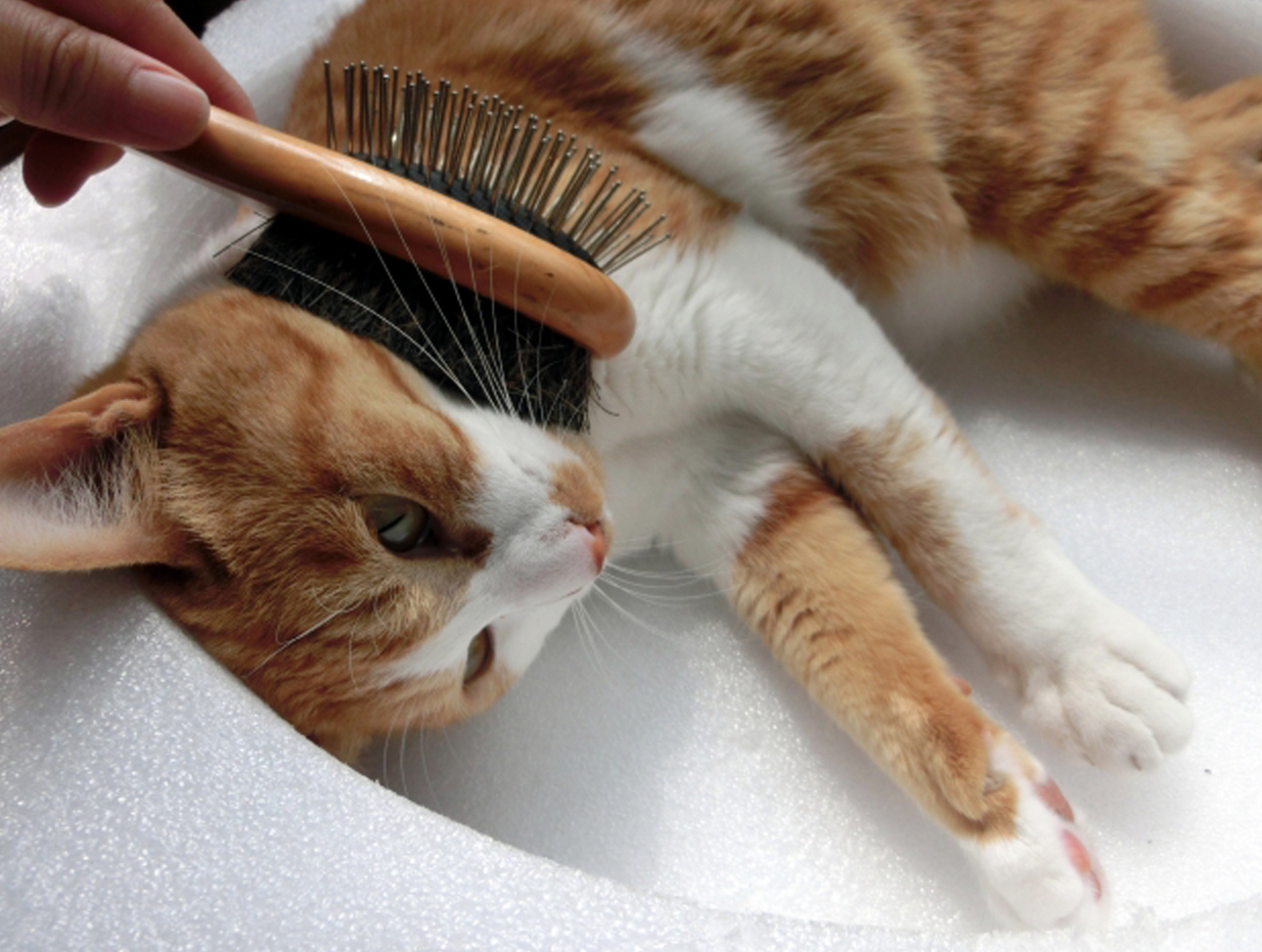 猫の飼い方講座