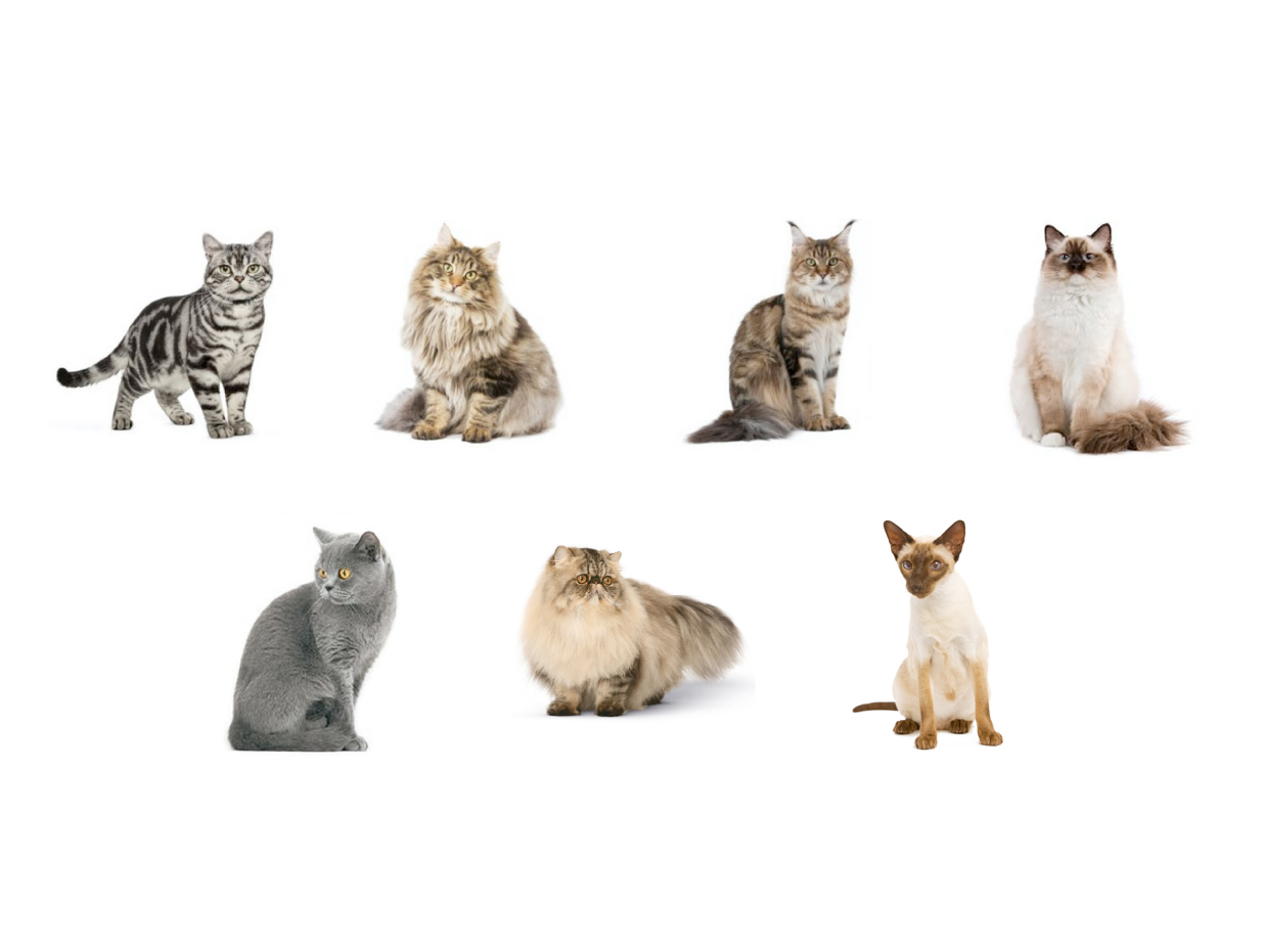 ブリードプレゼンテーション